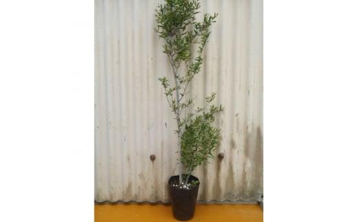 《大実ザクロ・カリフォルニアザクロ》美容と健康に人気の果樹苗　(庭木・果樹)