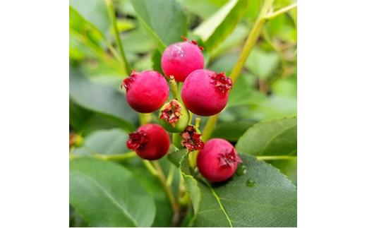 有望品種　矮性ジューンベリー《リージェント》　(庭木・果樹)