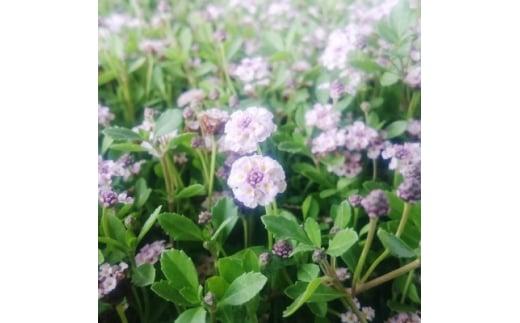 緑の力で地球を元気に!【ヒメイワダレソウ】9cmポット　15鉢セット 　