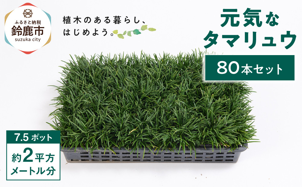 【産地直送】元気なタマリュウ(7.5pot)80本セット[約2平方メートル分]