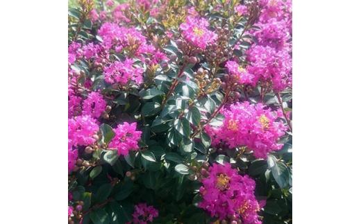 緑の力で地球を元気に!!サルスベリ・ポコモック　12cmポット　5ポット