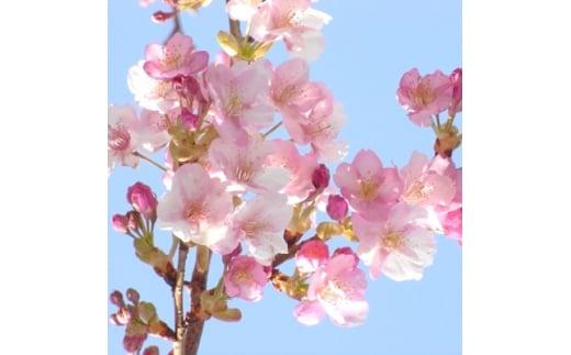 春の訪れを知らせる人気の庭木　河津桜　(庭木・果樹)