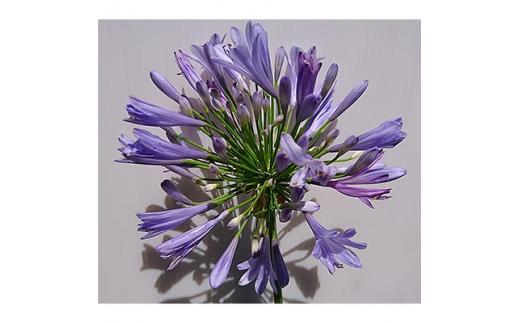 緑の力で地球を元気に!【アガパンサス紫花】15cmポット　高さ30cm前後　単品