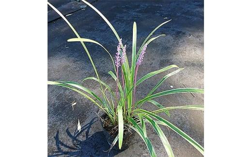 緑の力で地球を元気に!【フイリヤブラン】10.5cmポット　15本セット　定番グランドカバー