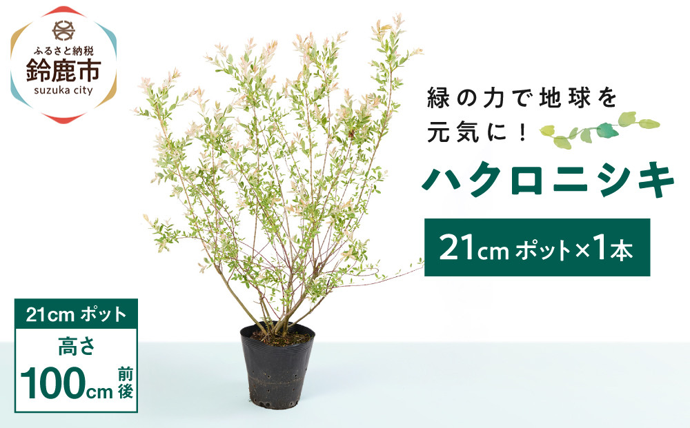 緑の力で地球を元気に!【ハクロニシキ】　21cmポット高さ100cm前後　新芽が綺麗で刈込に強い!