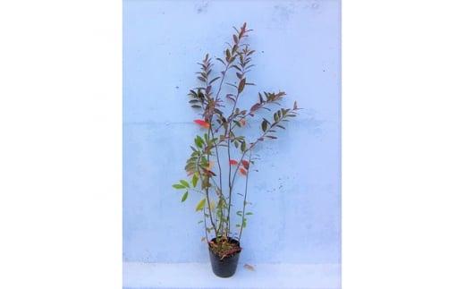 緑の力で地球を元気に!【コバノズイナ】　18cmポット　小葉の髄菜　花と紅葉とお楽しみいっぱい!