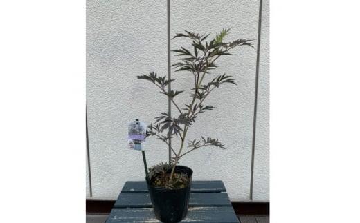 人気品種  西洋ニワトコサンブカス ブラックレース 5号 〈プラス樹〉