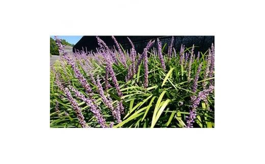 緑の力で地球を元気に!【ヤブラン】10.5cmポット　15本セット　紫の花と黒い実が美しい!