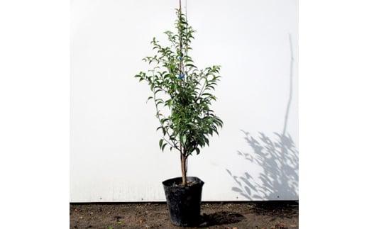 常緑エゴノキ　7号（21ｃｍ）ポット（ガーデニング用）