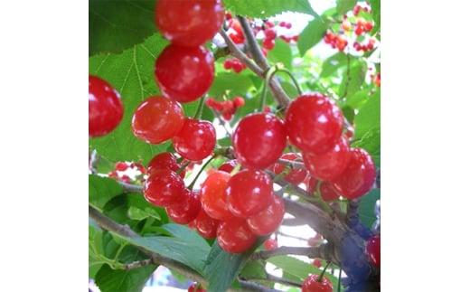 おうちでサクランボ狩り 1本で実がなる 暖地サクランボ　(庭木・果樹)