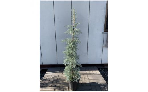 銀白色に輝く!ブルーアイス 大人色のコニファー〈プラス樹〉