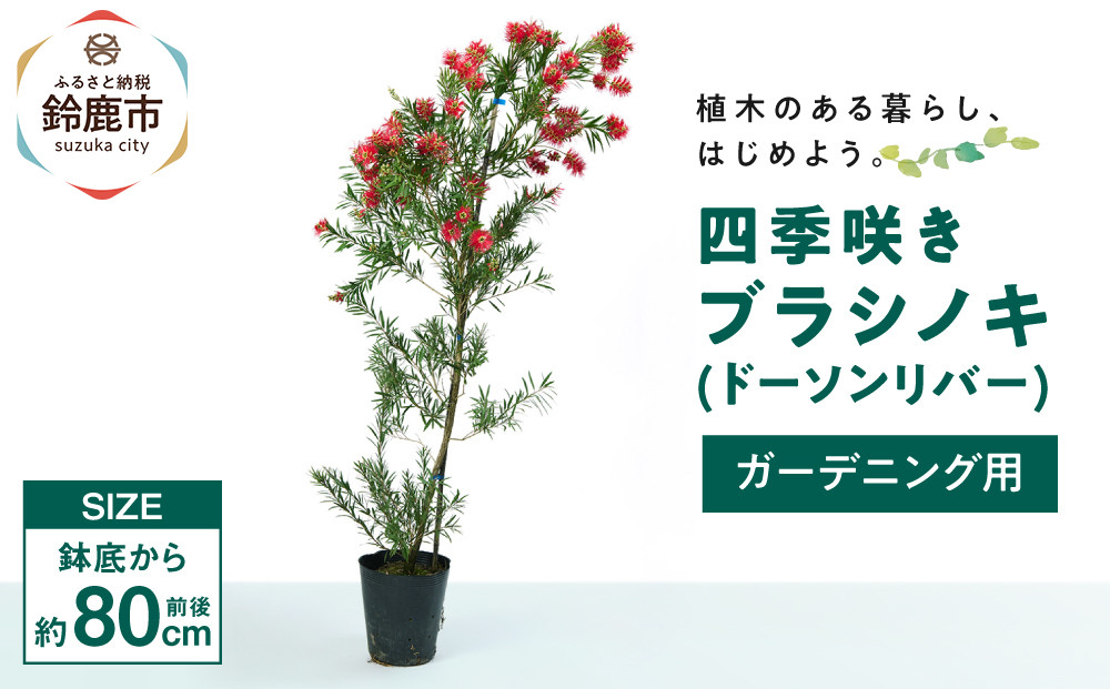 四季咲きブラシノキ(ドーソンリバー) (ガーデニング用)