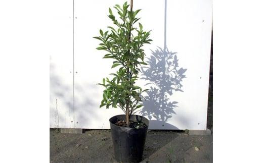 バナナの香りがする花!カラタネオガタマ(ポートワイン)  (ガーデニング用)