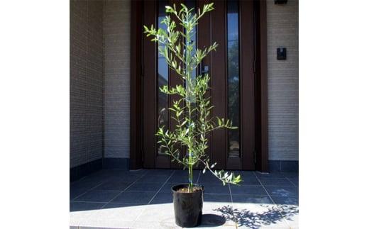 オリーブの木　品種:ネバディロブランコ　 7号(21cm) ポット  (ガーデニング用)