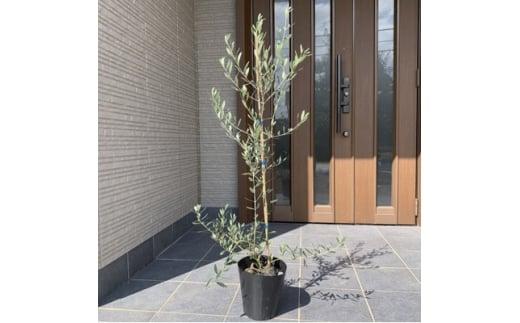 オリーブの木　品種フラントイオ　 7号(21cm) (ガーデニング用)