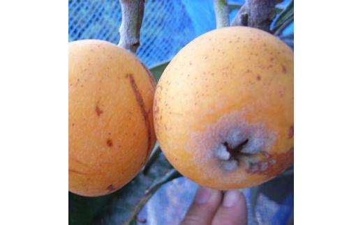 《クィーン長崎の苗》 まん丸でみずみずしい美味しい大実ビワ　(庭木・果樹)