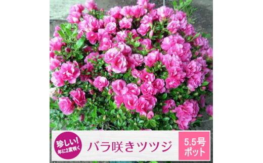 珍しい!年に2度咲くバラ咲きツツジ6号(18cm)鉢植え  (ガーデニング用)