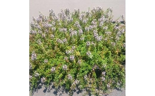 緑の力で地球を元気に!タイム・ロンギカウリス9cmポット　20ポット