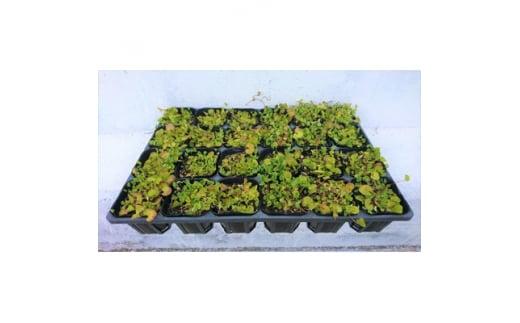 緑の力で地球を元気に!【ディコンドラ】ダイコンドラ　9cmポット　24本セット　雑草対策に