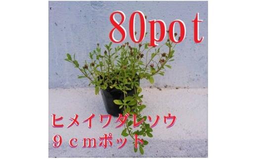 緑の力で地球を元気に!【ヒメイワダレソウ】9cmポット　緑の絨毯　80鉢 芝生のように広がる