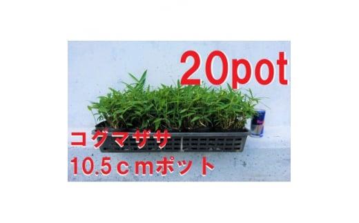 緑の力で地球を元気に!【コグマザサ】10.5cmポット　和風のお庭に　寄せ植え　20鉢
