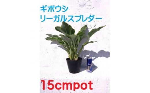 緑の力で地球を元気に!【リーガルスプレンダー】15cmポット　ギボウシ　ホスタ　1鉢　日陰に彩りを