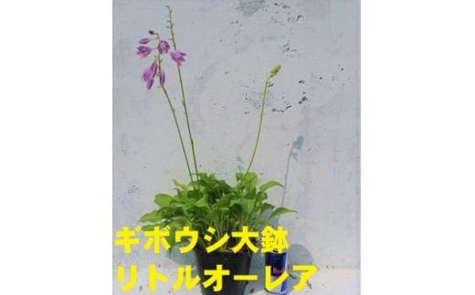 緑の力で地球を元気に!【リトルオーレア】15cmポット　ギボウシ　ホスタ　1鉢　日陰に彩りを