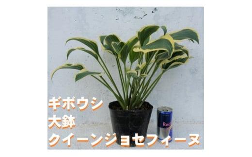 緑の力で地球を元気に!【クイーンジョセフィーヌ】15cmポット　ギボウシ　ホスタ　1鉢　日陰に彩り