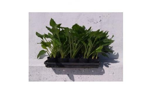 緑の力で地球を元気に!【ギボウシ】10.5cmポット　緑葉　日陰に彩りと涼しさを　10鉢