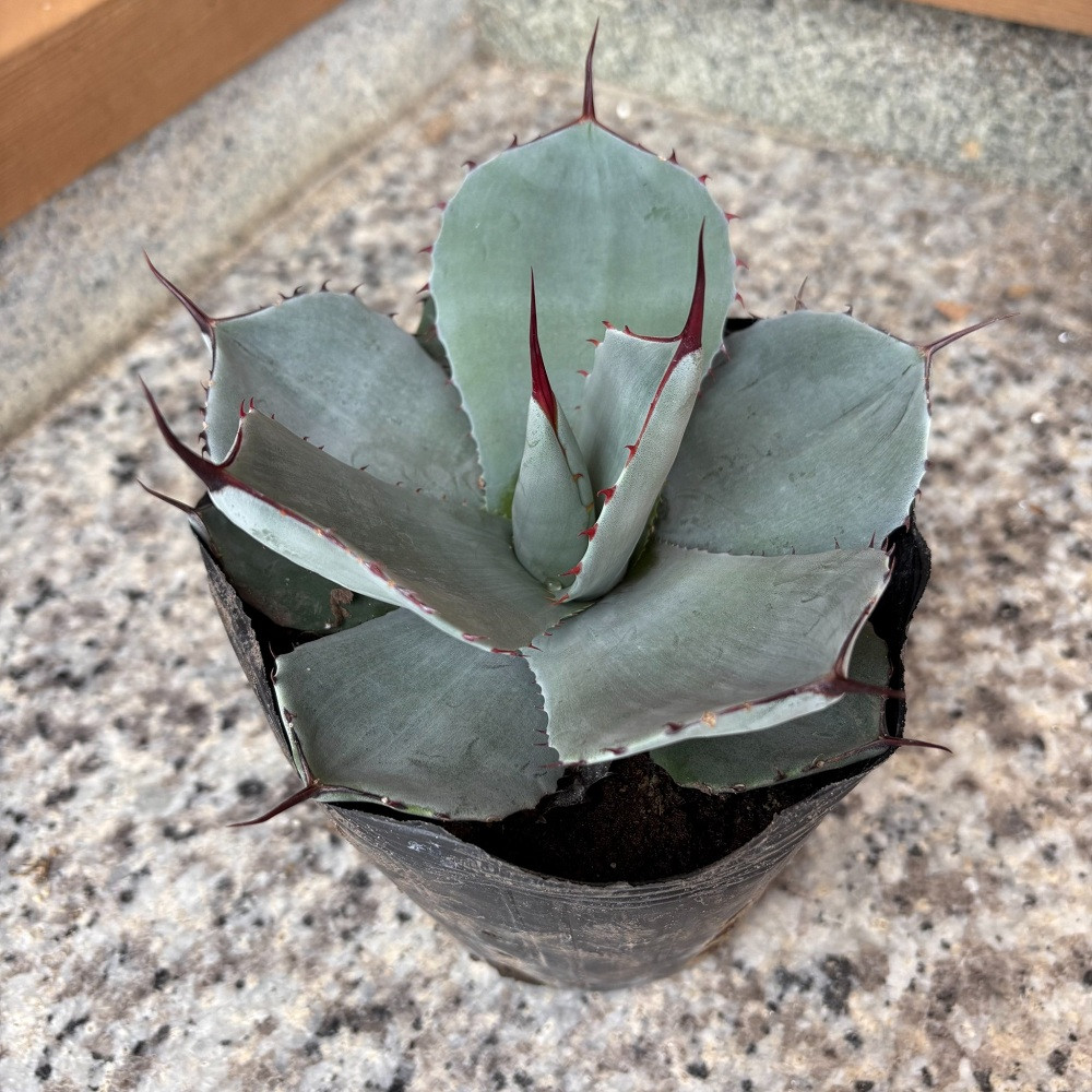 アガベ パリー トランカータ 5号鉢