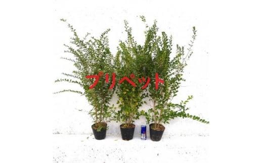 緑の力で地球を元気に!【プリペット】3本セット　15cmポット　生垣　目隠し　刈込に強い