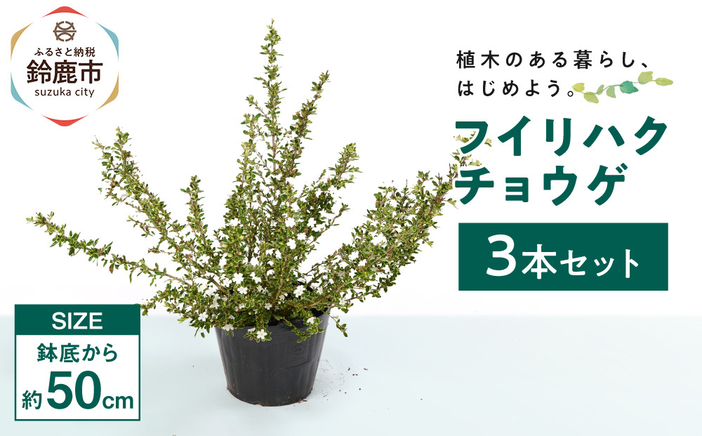 フイリハクチョウゲ　3本