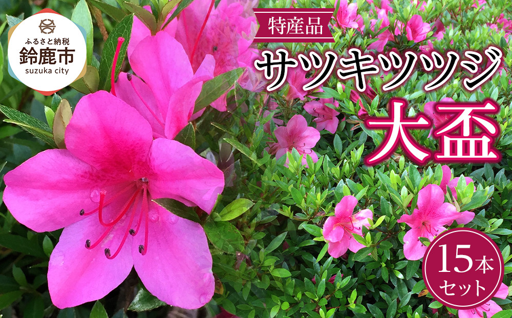 特産品の サツキツツジ大盃 15本セット