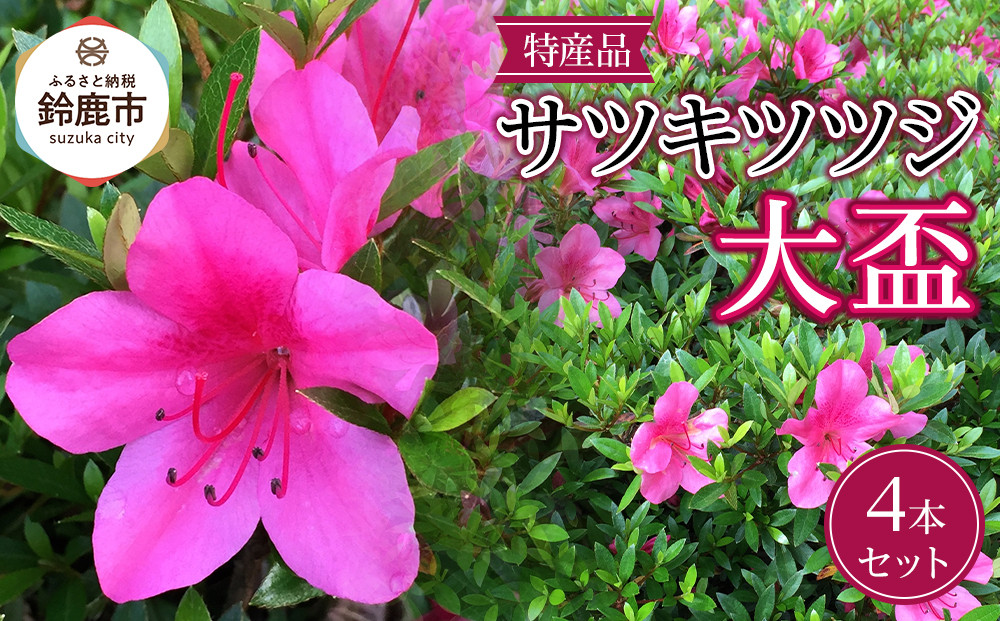 特産品の サツキツツジ大盃 4本セット