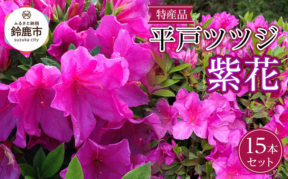 特産品 ヒラトツツジ紫花 15本セット