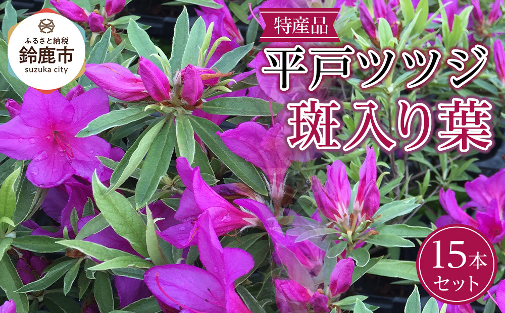 特産品 平戸ツツジ斑入り葉 15本セット