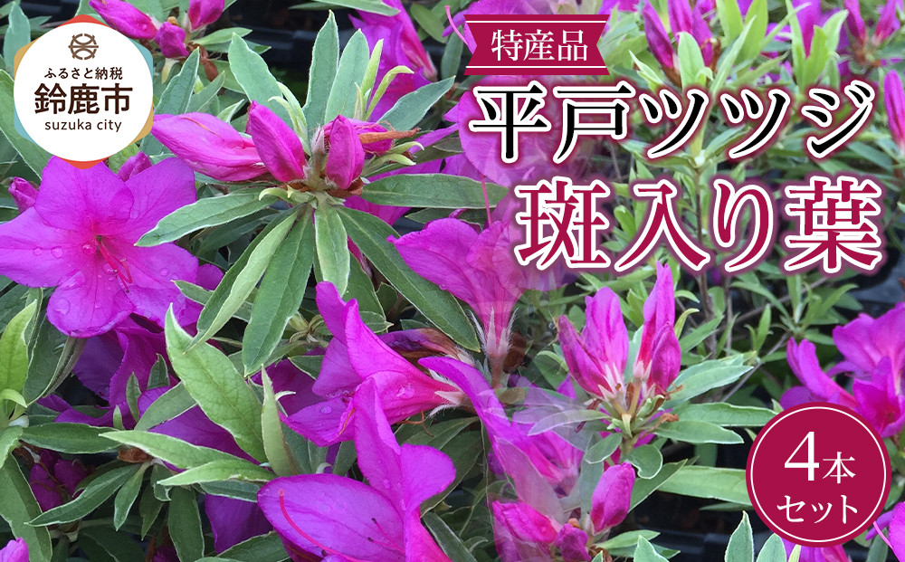 特産品 平戸ツツジ斑入り葉 4本セット