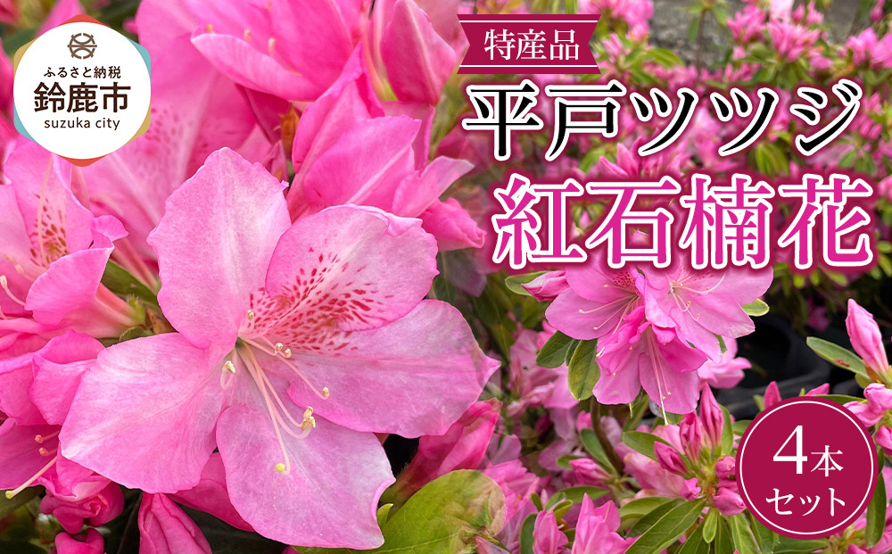 特産品 平戸ツツジ 紅石楠花 4本セット
