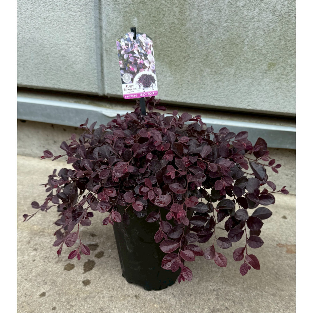 這性トキワマンサク　ルビーランナー