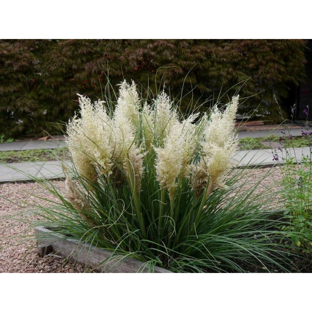 海外から来た矮性 パンパスグラス、タイニーパンパ