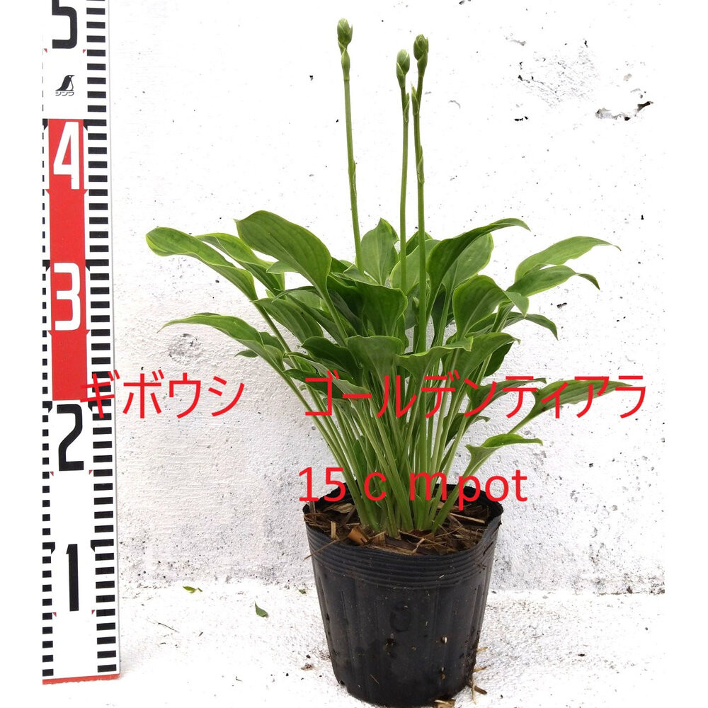 緑の力で地球を元気に！【ギボウシ・ゴールデンティアラ】15cmポット 1本