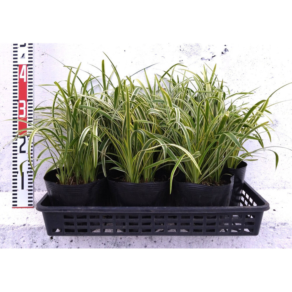 緑の力で地球を元気に！【フイリヤブラン】15cmポット 3本