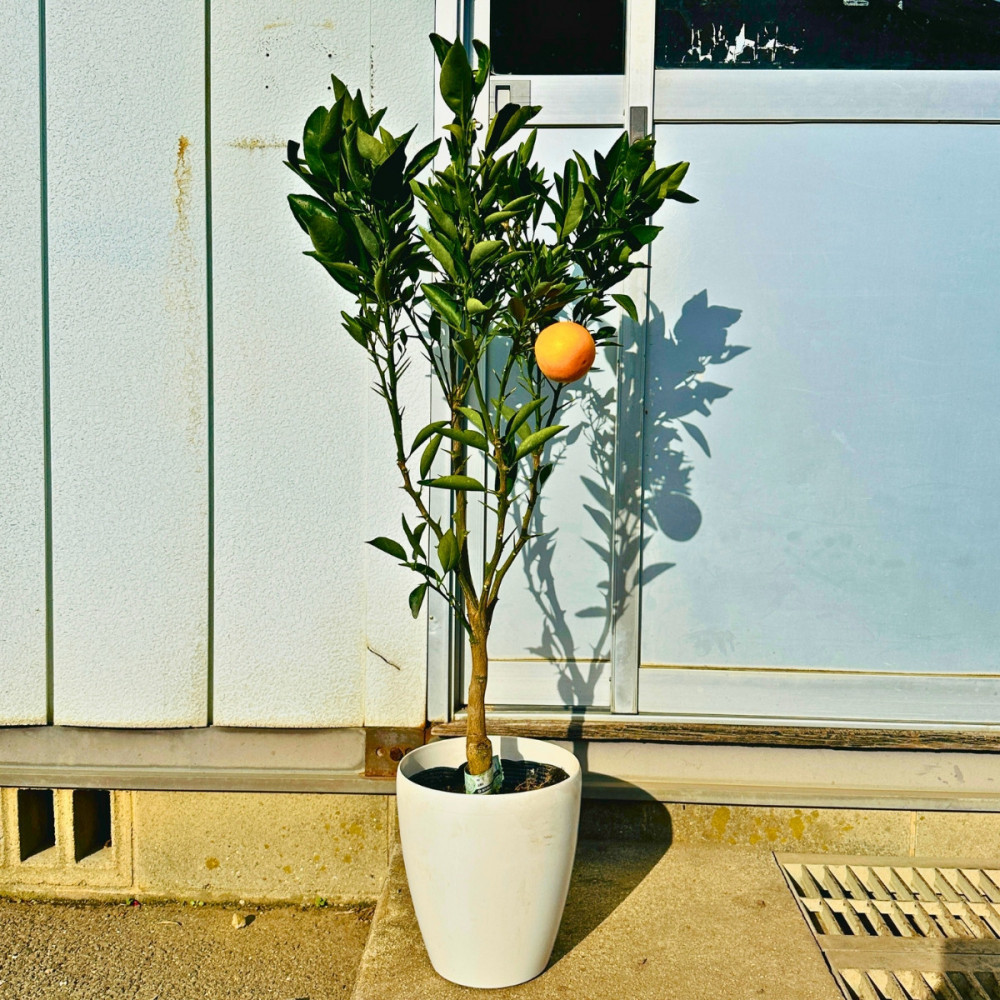 【2026年5月中旬から発送】みかんの苗木 せとか 7号 鉢カバー 果樹苗(ガーデニング用)