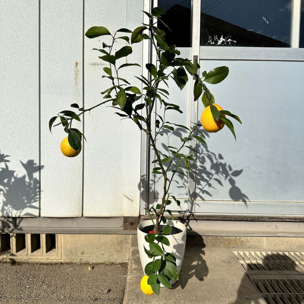 【2026年5月中旬～発送】レモンの木 マイヤーレモンの苗木 7号鉢カバー実付きのいい品種(ガーデニング用)