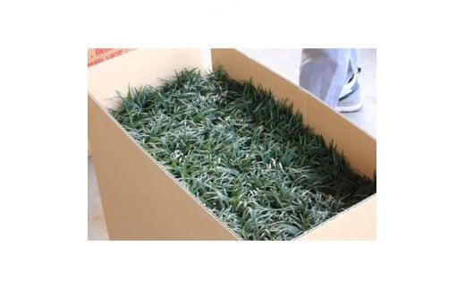 三重県鈴鹿市産　品質抜群の玉竜　200ポット