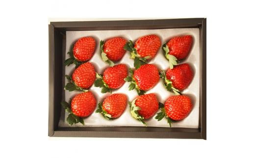 【先行予約】三重県鈴鹿市産 いちご とちおとめ 12粒