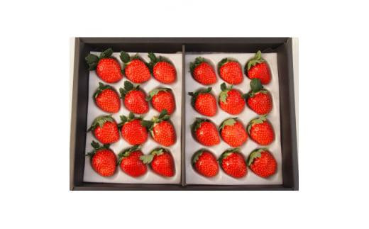 【先行予約】三重県鈴鹿市産 いちご とちおとめ 24粒