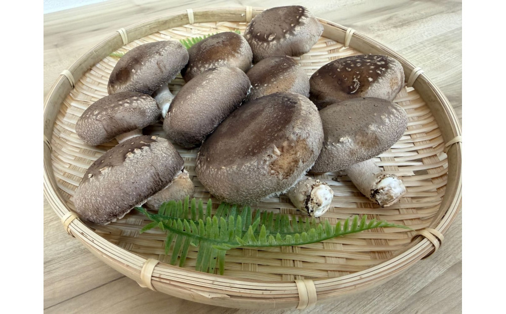 肉厚ぷりぷり！食べ応え抜群！不揃いで様々な用途に！「キレイな」しいたけ1kg！