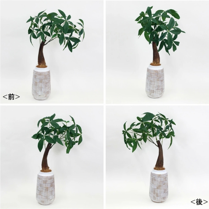 アートフラワー エミリオ・ロバ ミニパキラ TUTTA01250