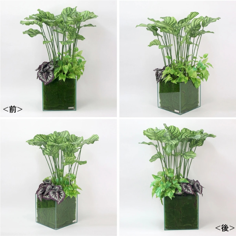 アートフラワー エミリオ・ロバ ギャザリングカラテア TTTTA06800